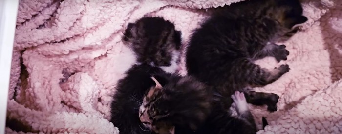 箱の中の子猫%%数時間後にはミルクの時間