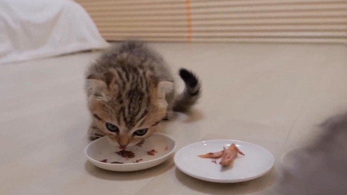 カツオをすぐに食べ始めた子猫