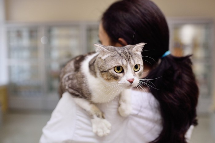 周りを探るように肩に乗る猫