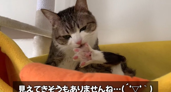 毛繕いする猫