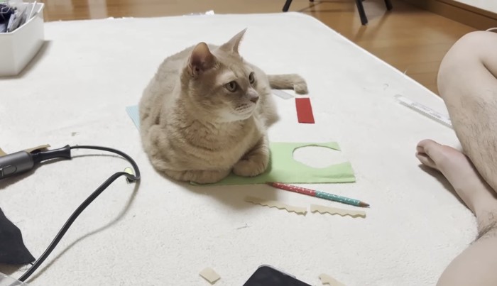 香箱座り