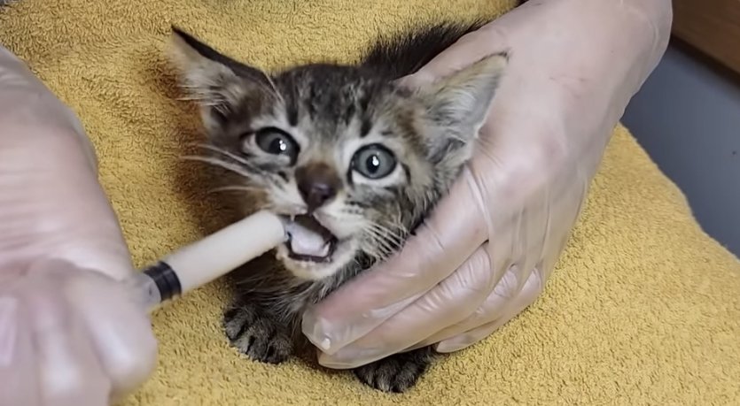 ご飯を食べるおこげちゃん