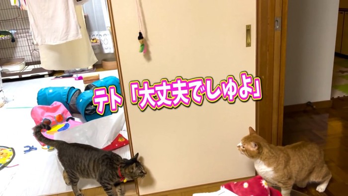 茶白猫に近づくキジトラ猫