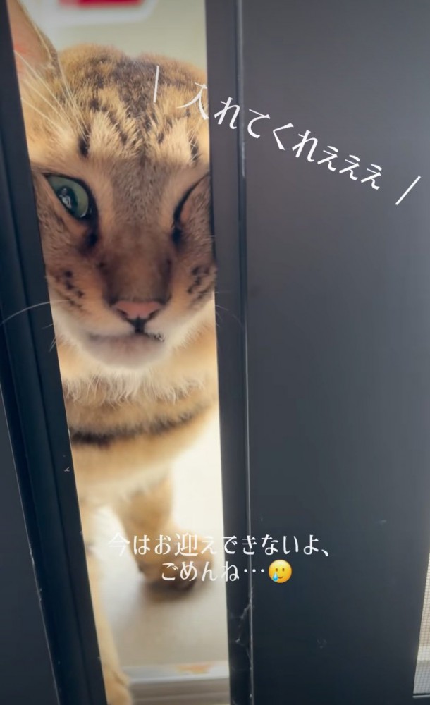 無理にでも家に入ろうとする猫