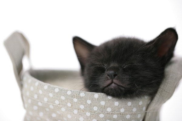 眠る黒猫