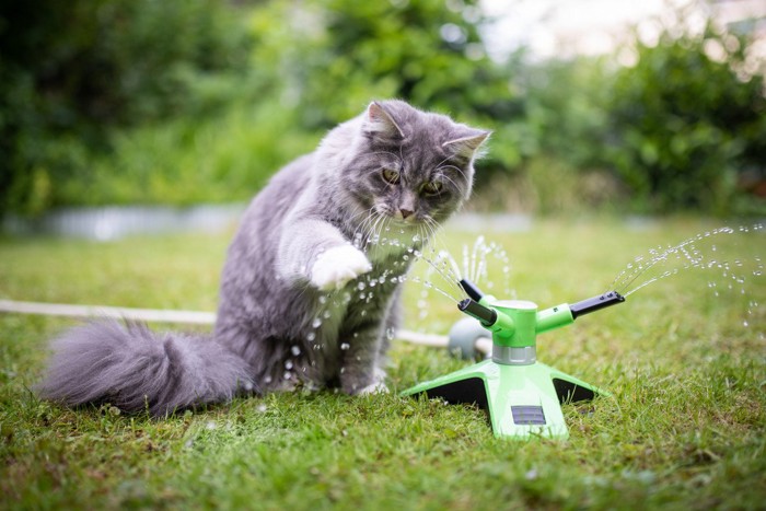 水遊びをする猫