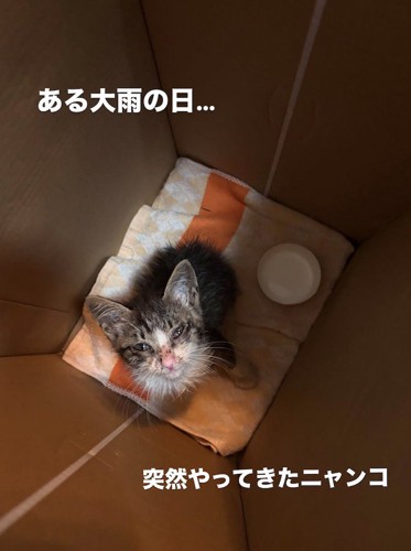 ダンボールの中からカメラを見つめる子猫