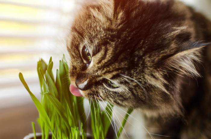 猫草をかじる猫