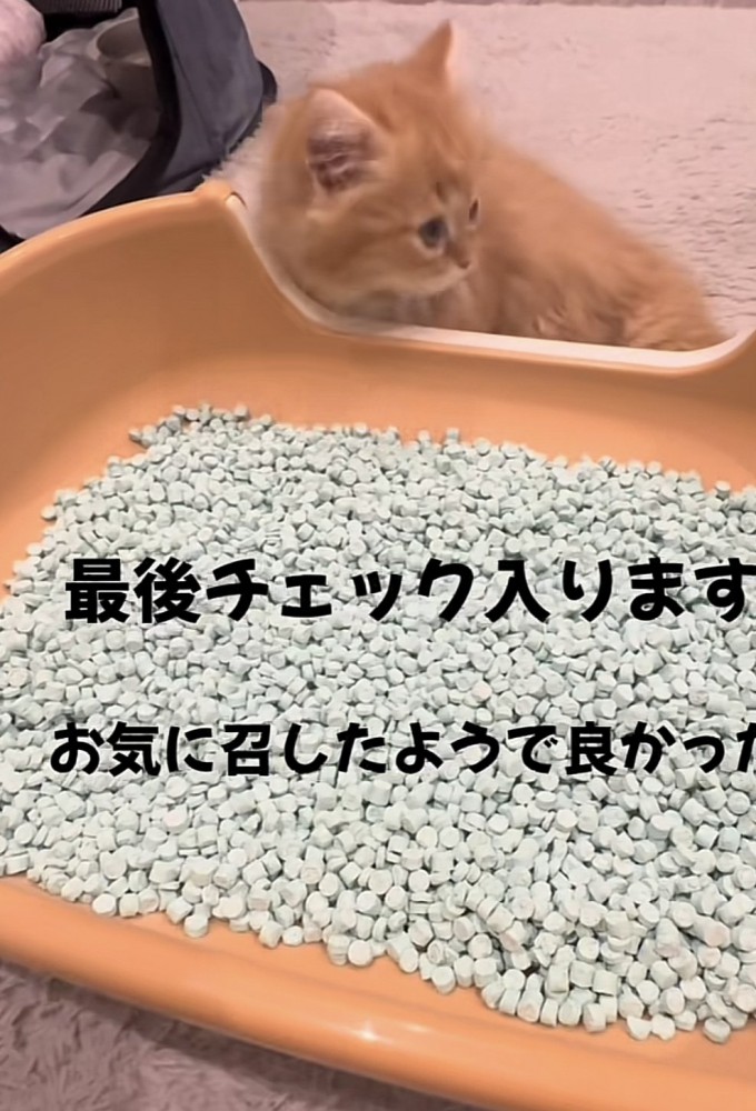 「最終チェック入ります」のテロップ写真