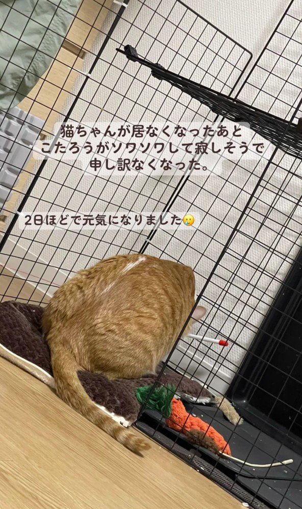 ケージを見つめるこたろうくん