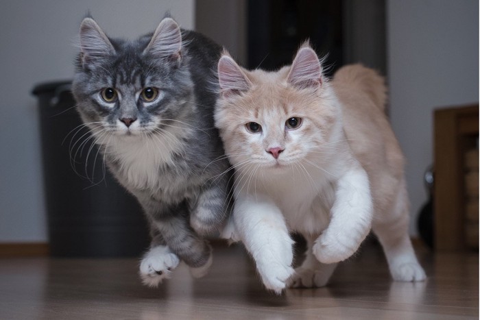 走って来るメインクーンの子猫