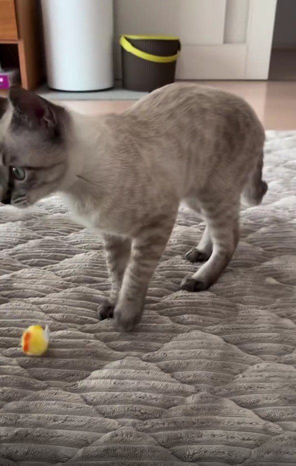 おもちゃを置く猫