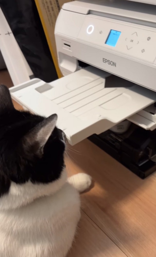 プリンター前に座る猫2