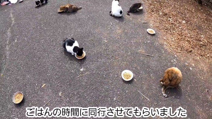 ご飯の時間