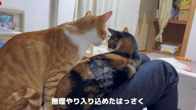 女性の膝の上の2匹の猫