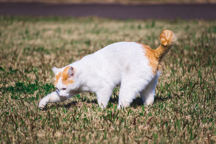 地面を掘る猫