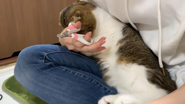 人の腕で顔を隠す猫