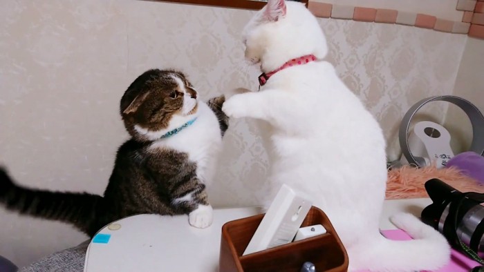 テーブルの上にいる猫と立っている猫