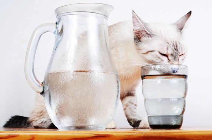 グラスの水を飲む猫