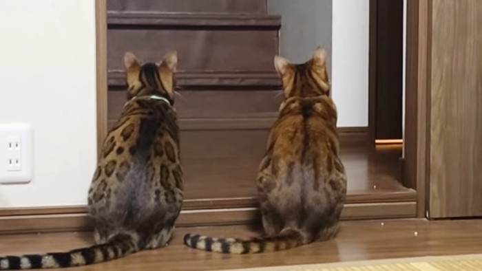 2匹の猫の後ろ姿