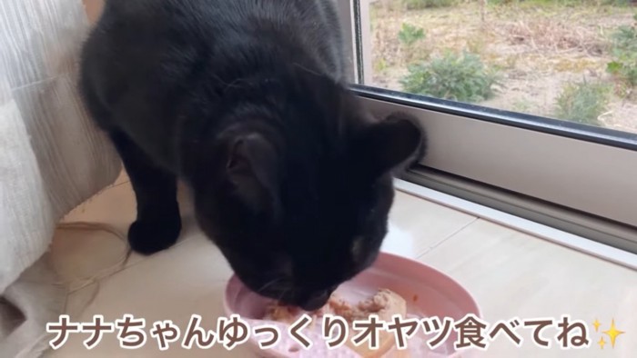 おやつを食べる猫