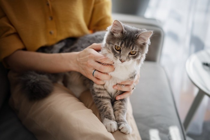 膝上の猫