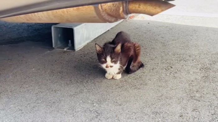 車の下で鳴く衰弱したハチワレ猫