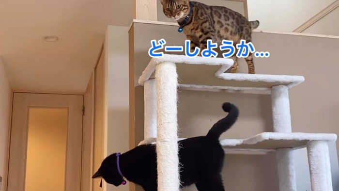 キャットタワーの一番上に立つベンガル