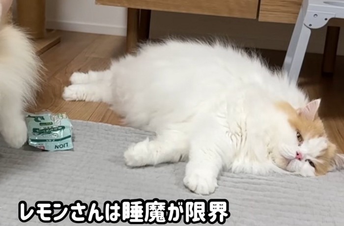 横になる猫（レモンさんは睡魔が限界）