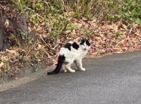 道路でカメラの方を振り返っている猫