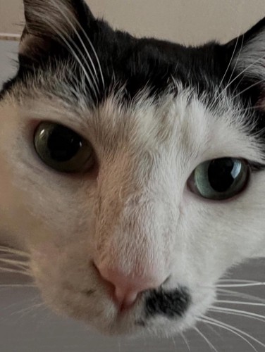 猫の顔アップ