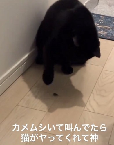 カメムシを叩こうとする黒猫