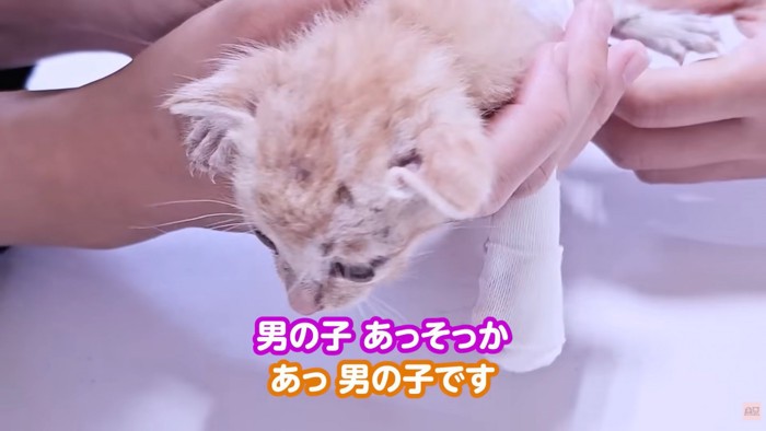 テロップ「男の子」