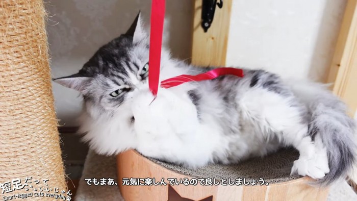 リボンをつかまえた猫