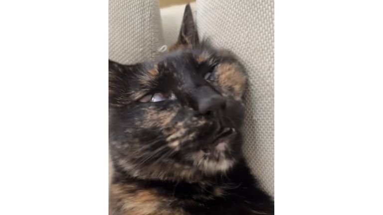 寝ている猫