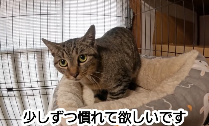 ハウスに入る猫