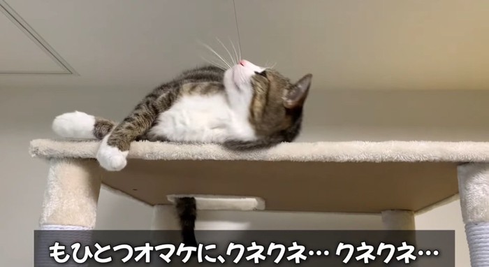 キャットタワーの上の猫