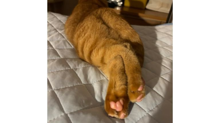 くつろぐ猫