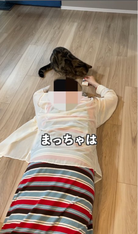 倒れた飼い主に駆け寄る猫