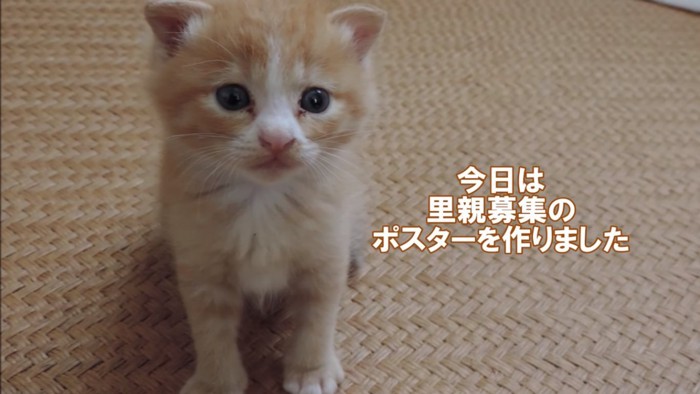 ポスター用の子猫