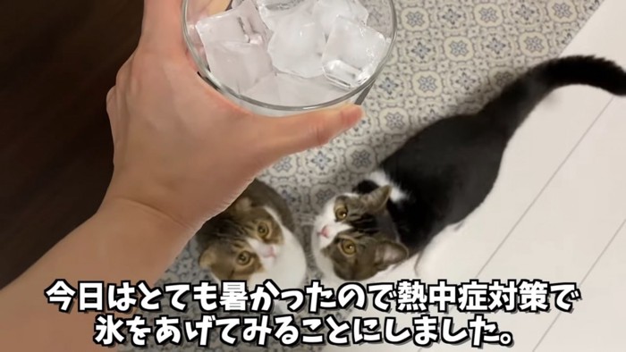 見上げる2匹の猫