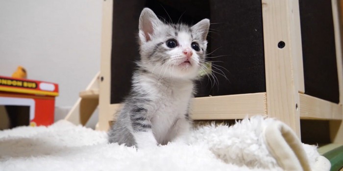 白い布の上で体を起こしている猫