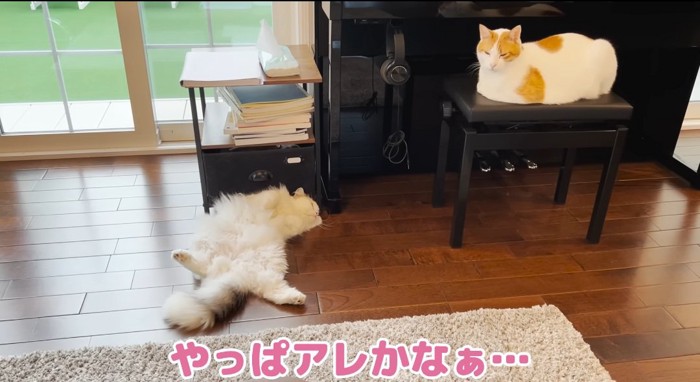 お腹を出す猫