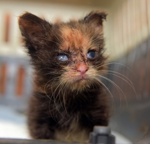 角膜炎の子猫