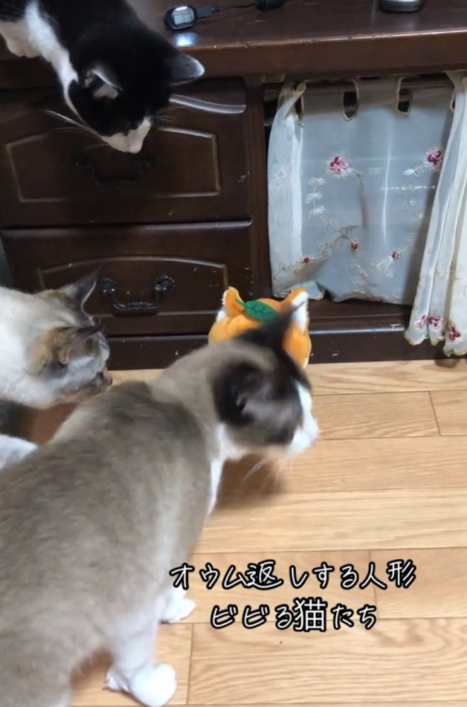 人形を見つめる猫たち