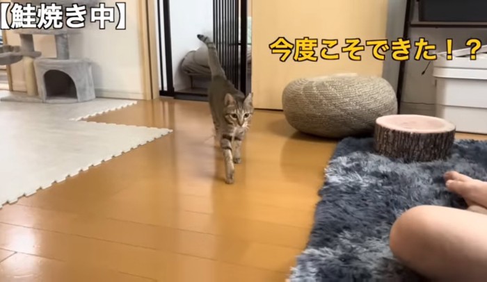 今度こそできたの文字と猫