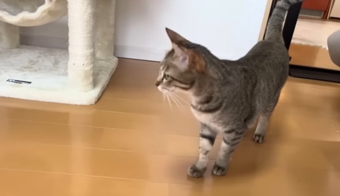 横を向く猫