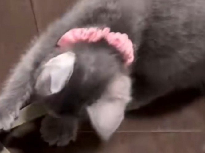紐を引っ張る子猫（首輪：ピンク/以下：ピンク）