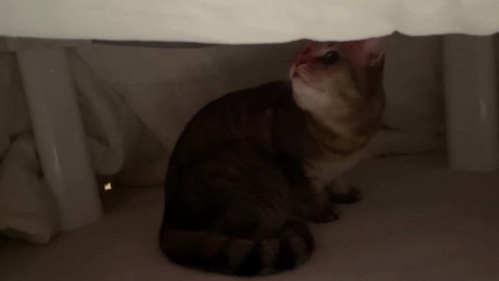 見上げるみにらくん