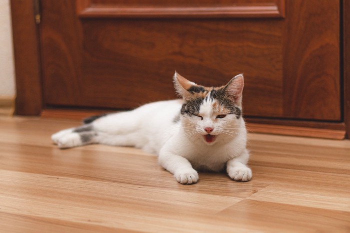 口を開いている猫